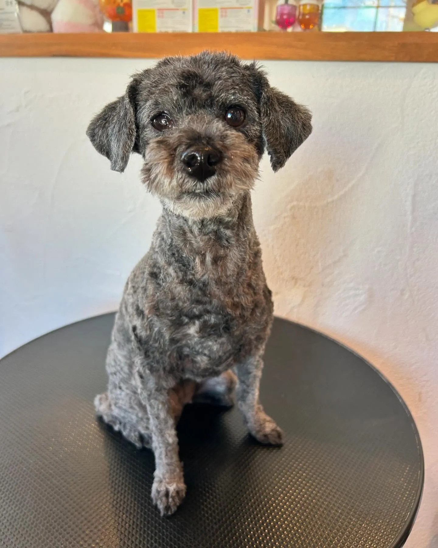 今日もワンちゃんパラダイスの一日でした🐶✨ 