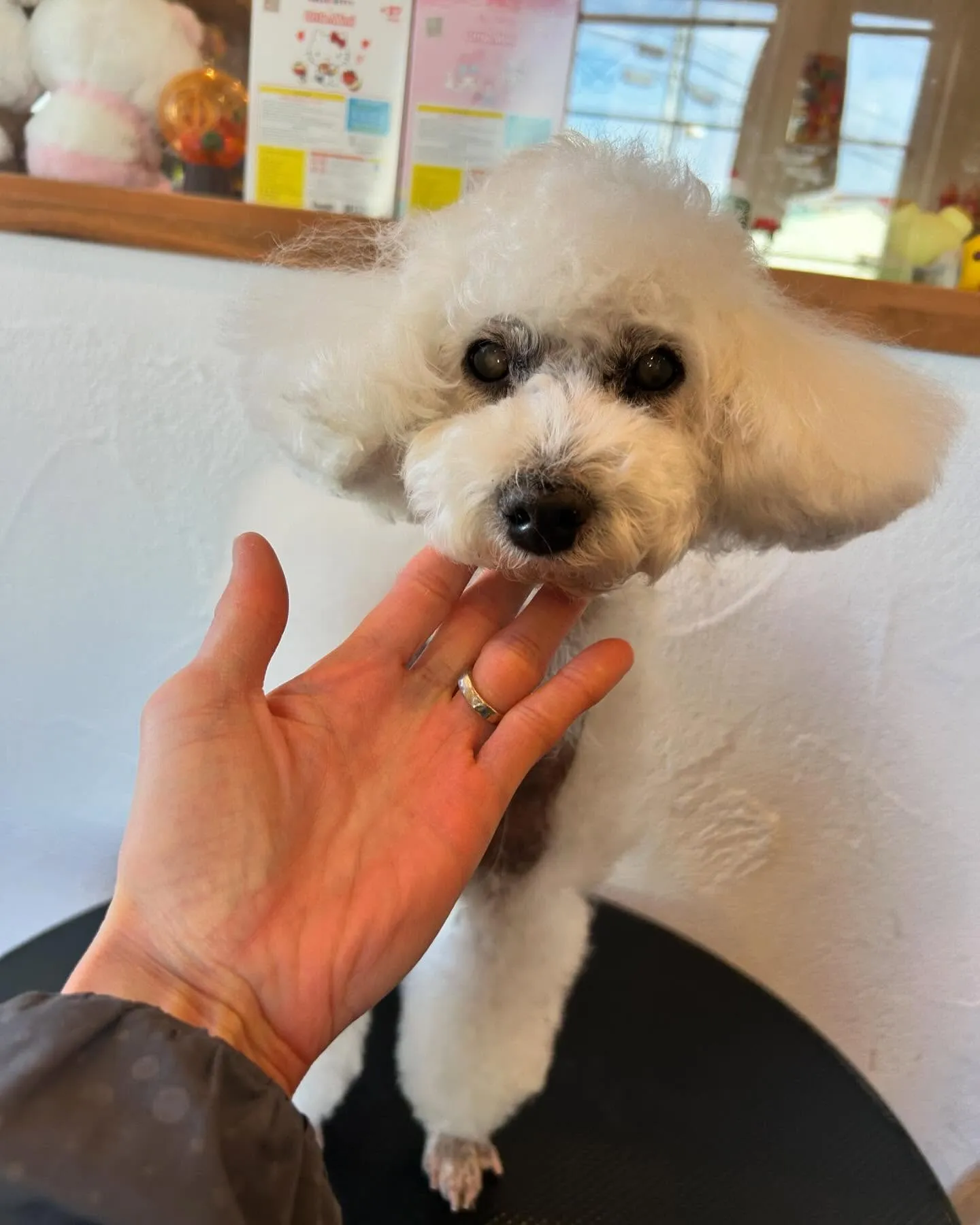 今日もワンちゃんパラダイスの一日でした🐶✨ 