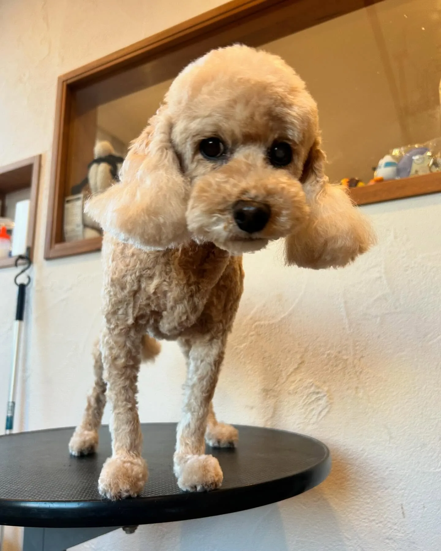 今日もワンちゃんパラダイスの一日でした🐶✨ 