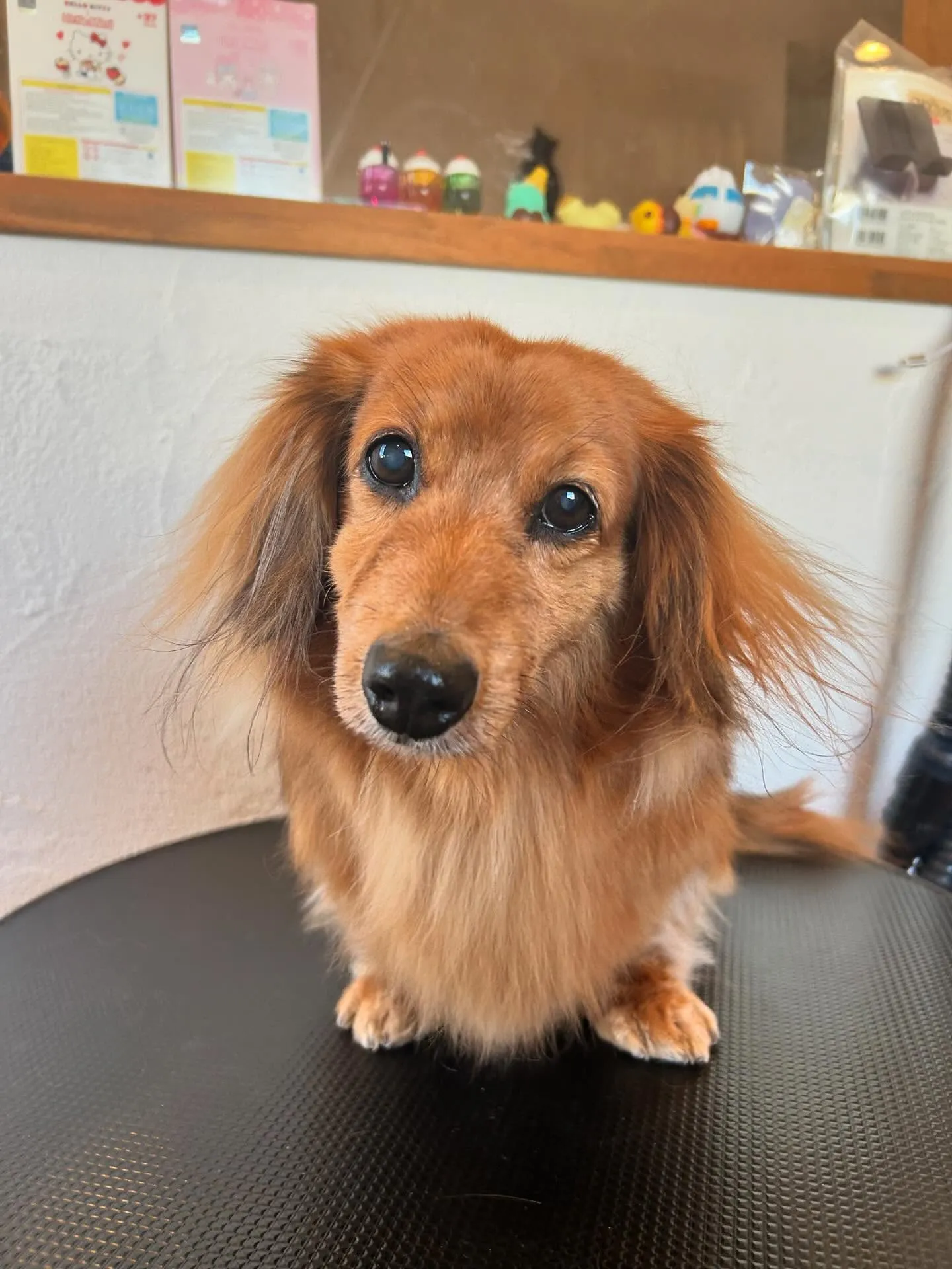 今日もたくさんのお友達が遊びに来てくれたよ!🐶🌟