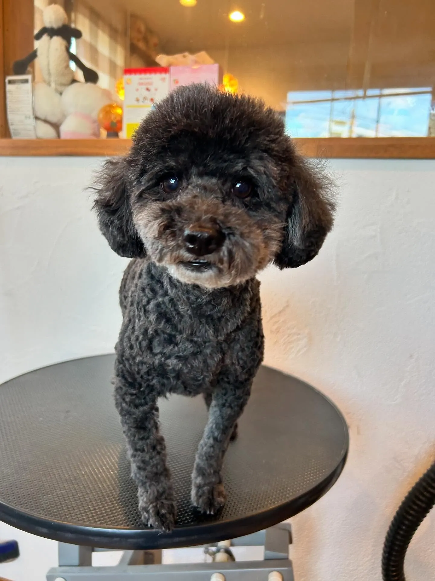 🌟今日もたくさんのワンコたちが遊びに来てくれました！