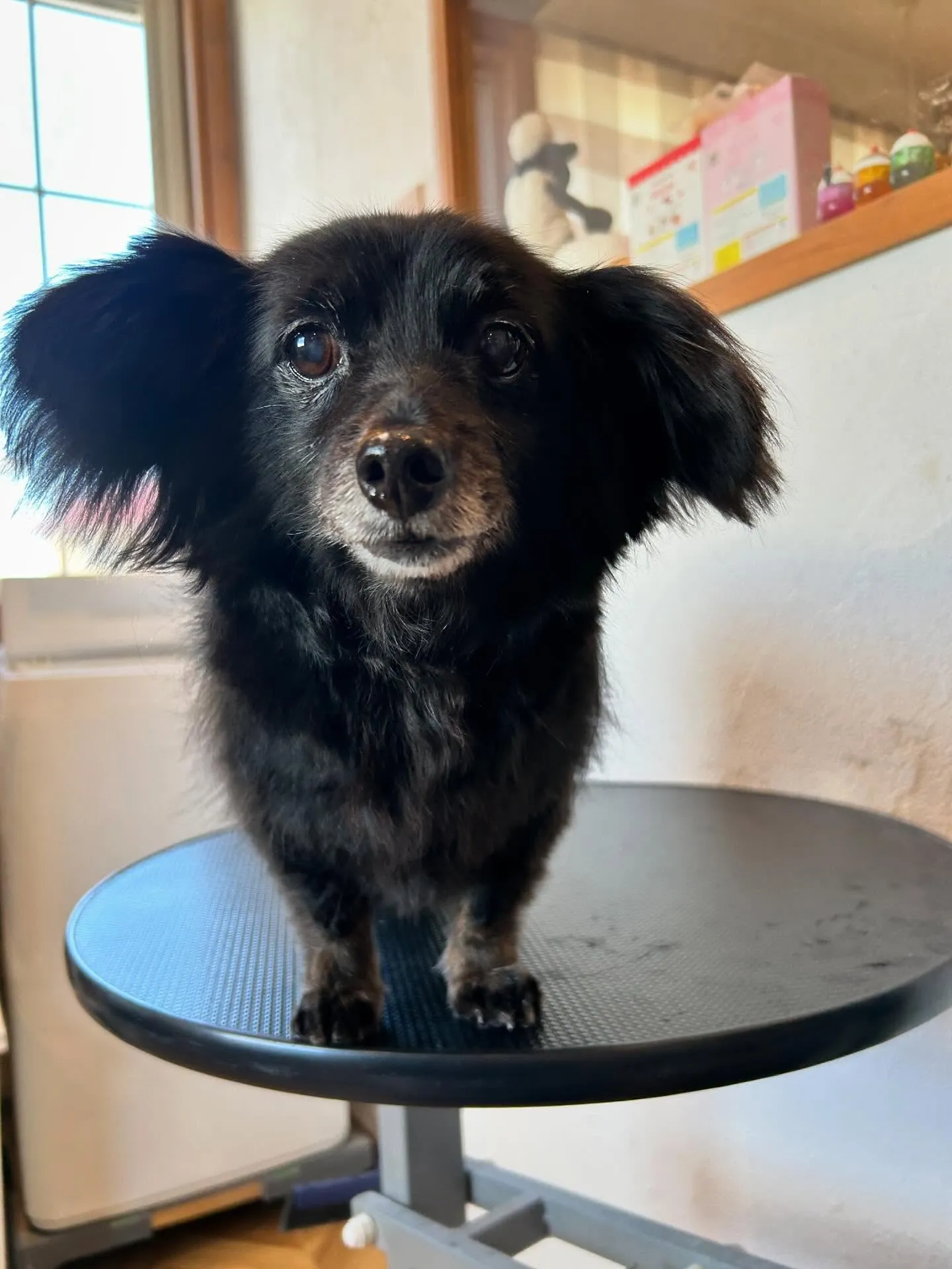 🌟今日もたくさんのワンコたちが遊びに来てくれました！