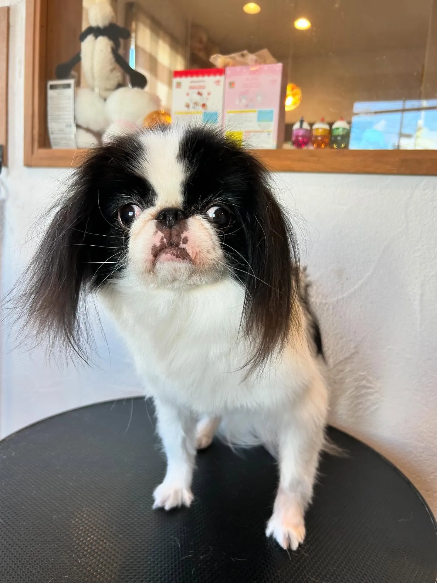 🌟今日もたくさんのワンコたちが遊びに来てくれました！