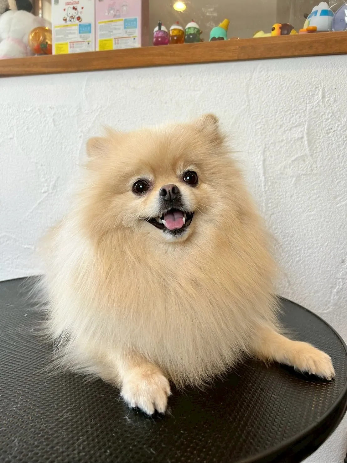 🐾 今日も可愛らしいお客様が大集合！✨ 