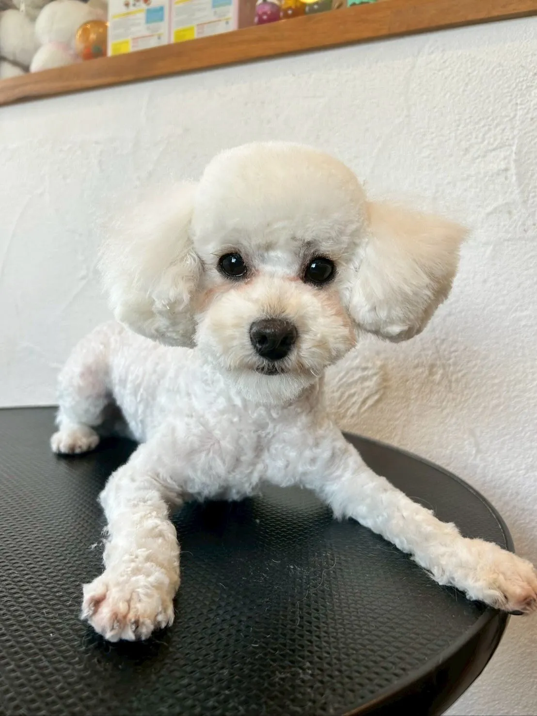 🐾 今日も可愛らしいお客様が大集合！✨ 