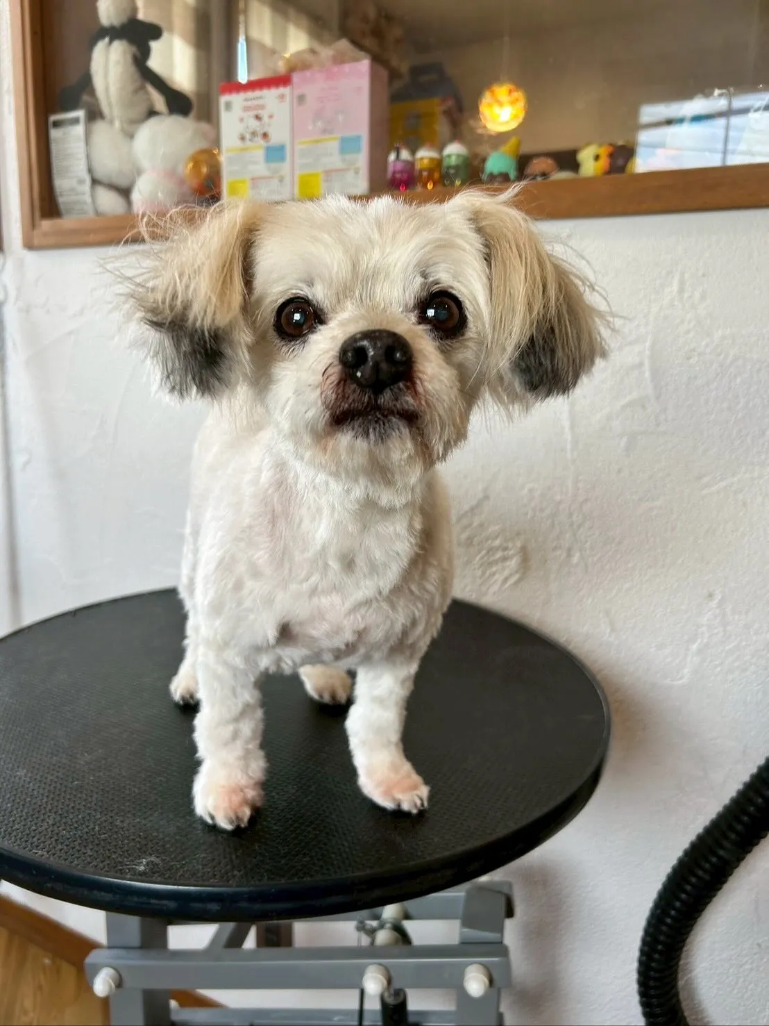 🐾 今日も可愛らしいお客様が大集合！✨ 