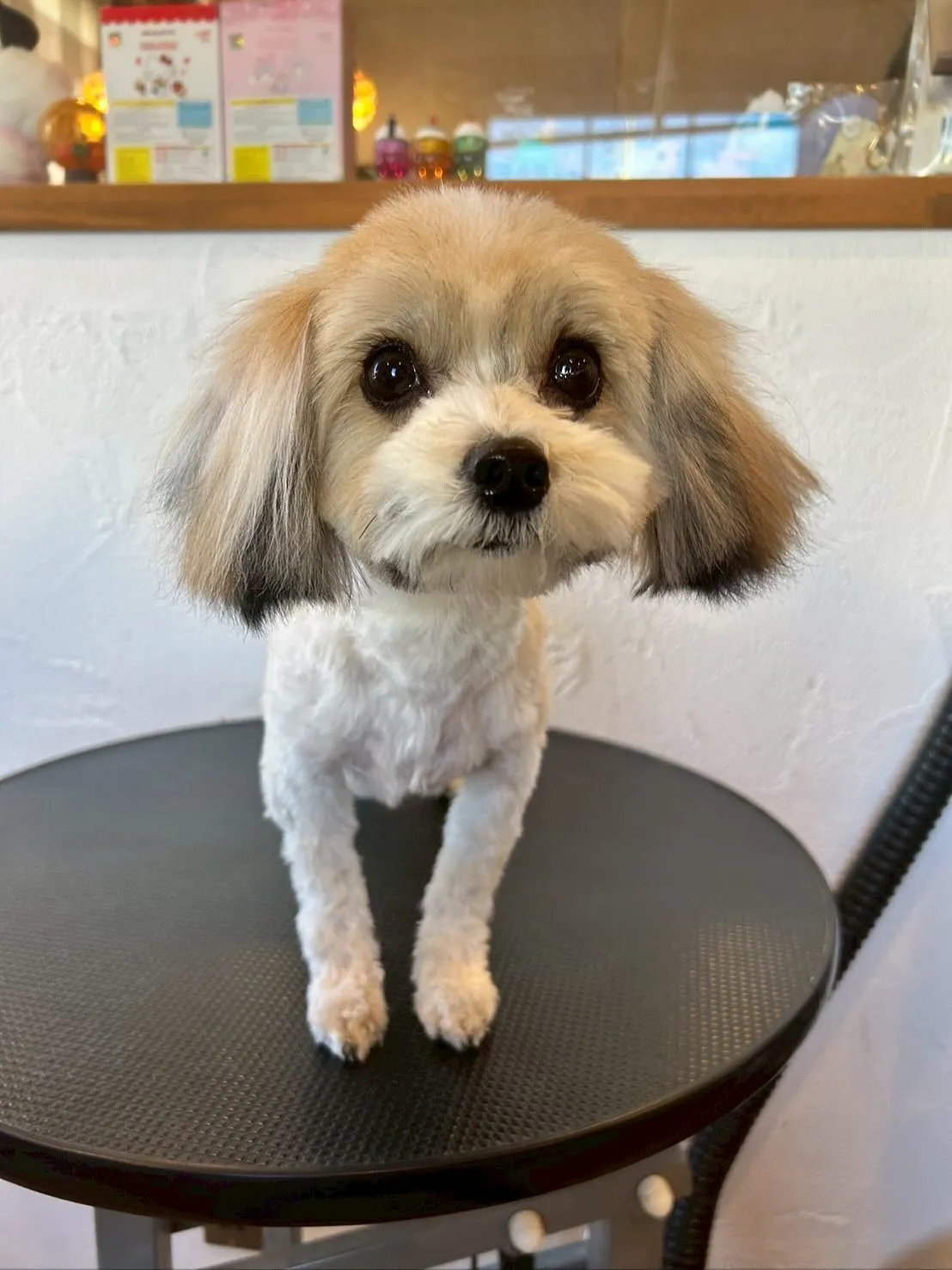 🐾 今日も可愛らしいお客様が大集合！✨ 