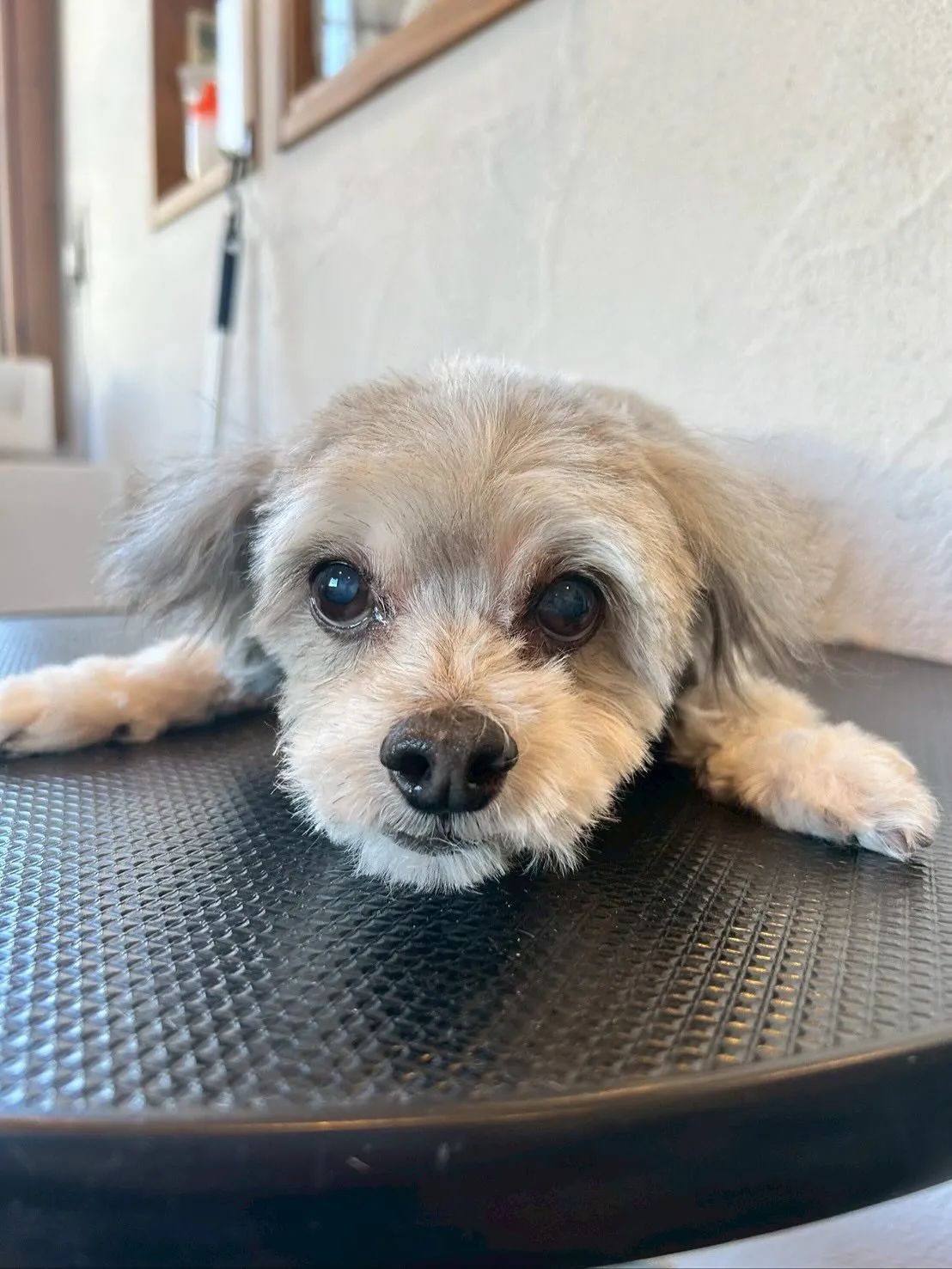 🐾 今日も可愛らしいお客様が大集合！✨ 