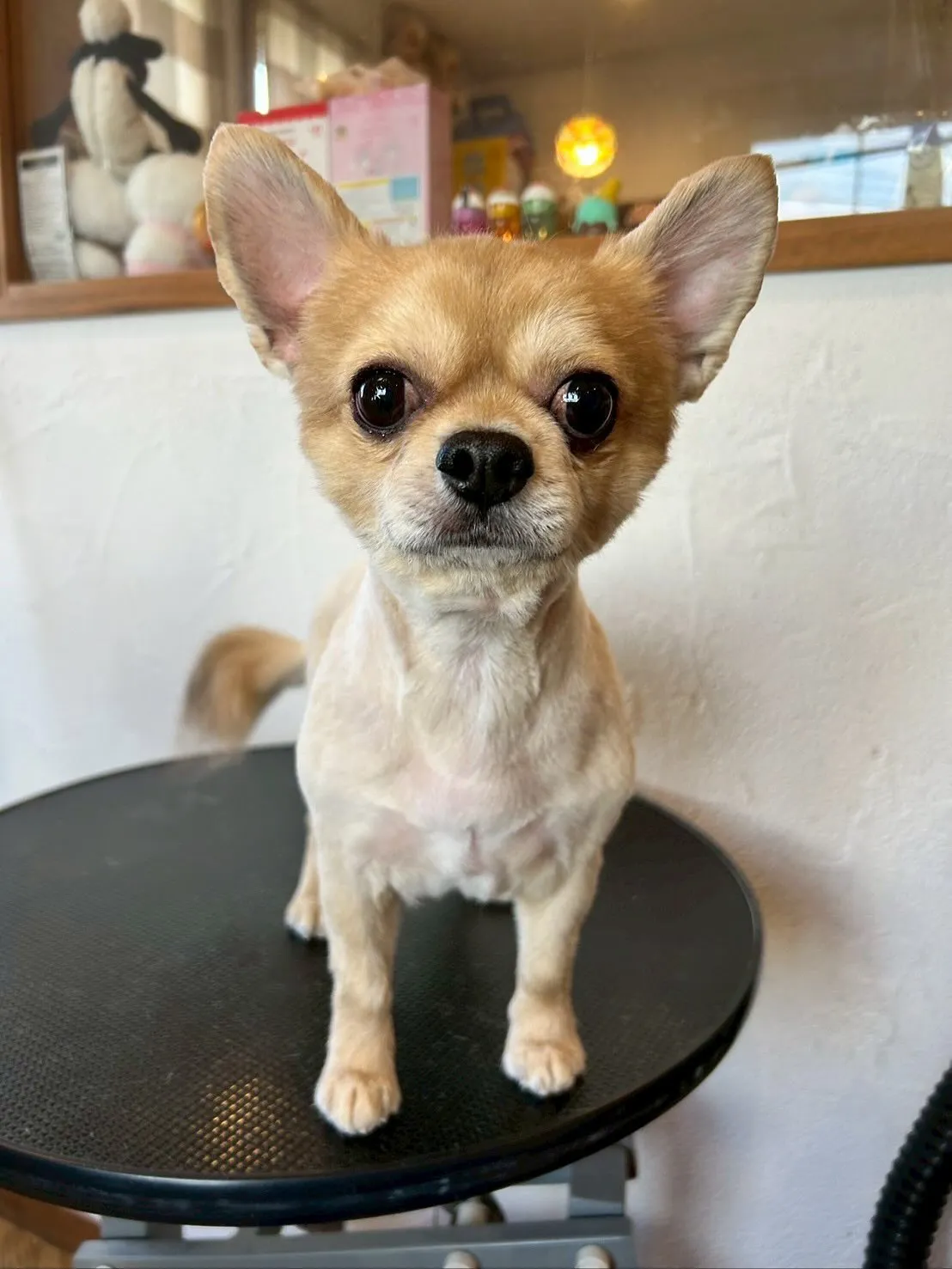 最初に遊びに来てくれたのは、