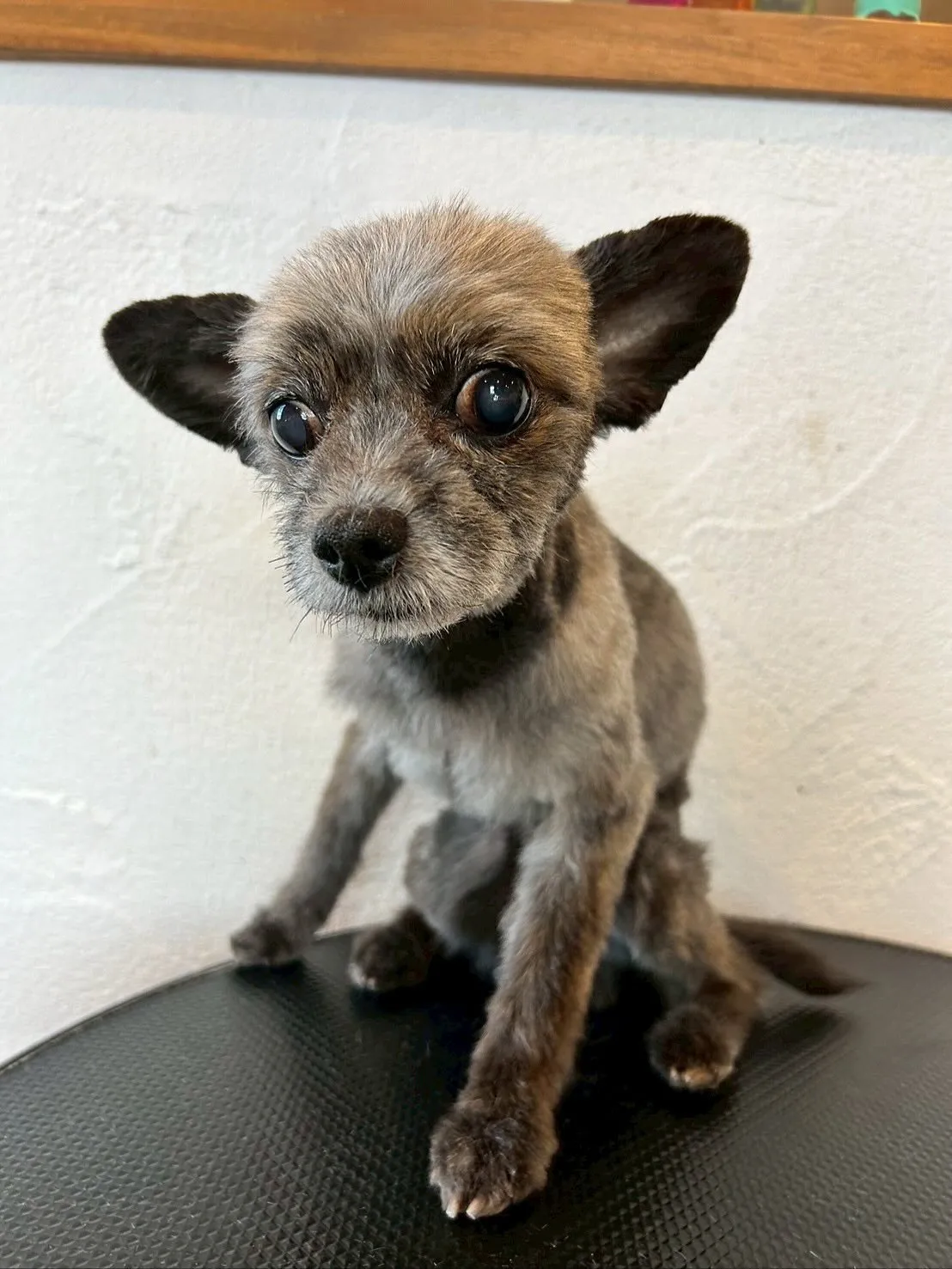 最初に遊びに来てくれたのは、