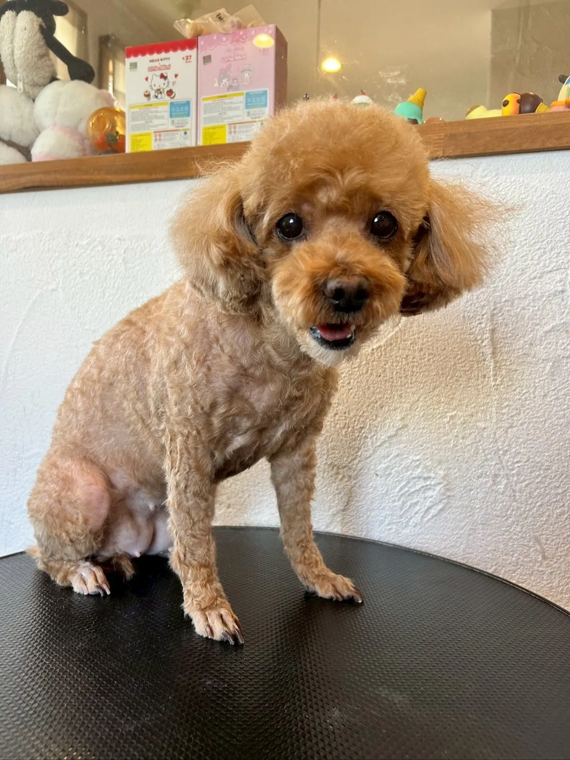 今日はたくさんのワンちゃんたちが遊びに来てくれました！🐾✨