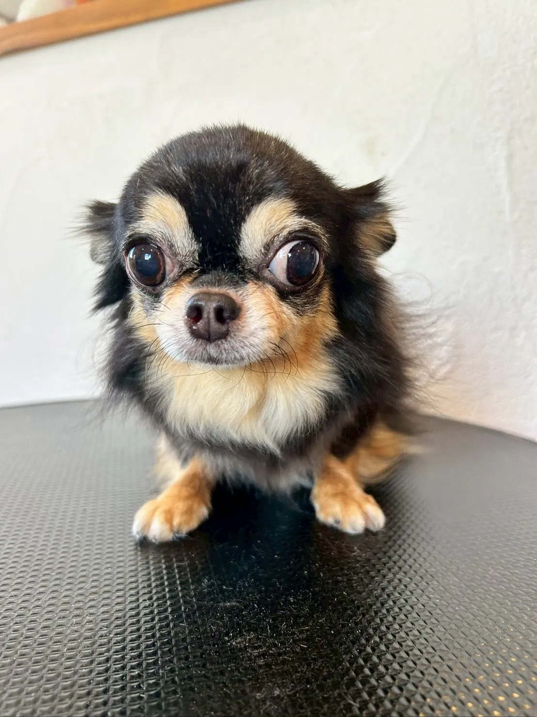 今日はたくさんのワンちゃんたちが遊びに来てくれました！🐾✨