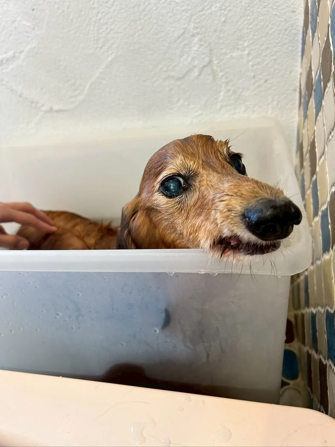 今日はたくさんのワンちゃんたちが遊びに来てくれました！🐾✨