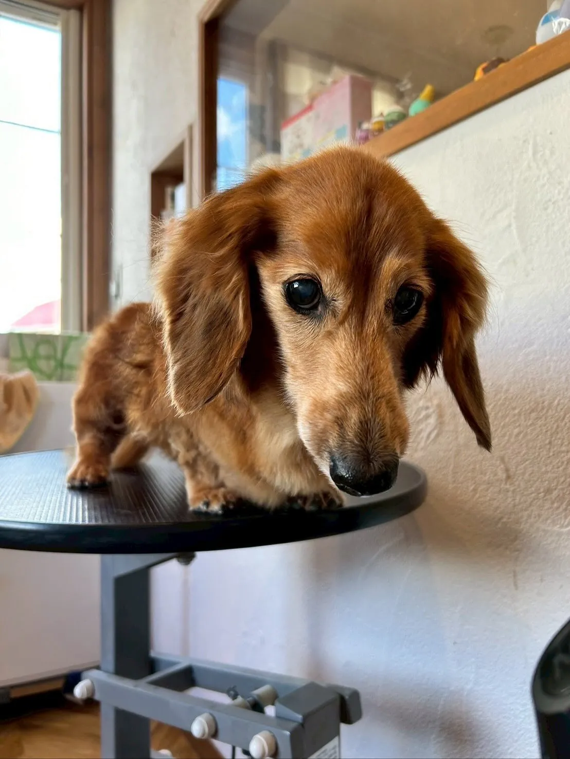 今日はたくさんのワンちゃんたちが遊びに来てくれました！🐾✨