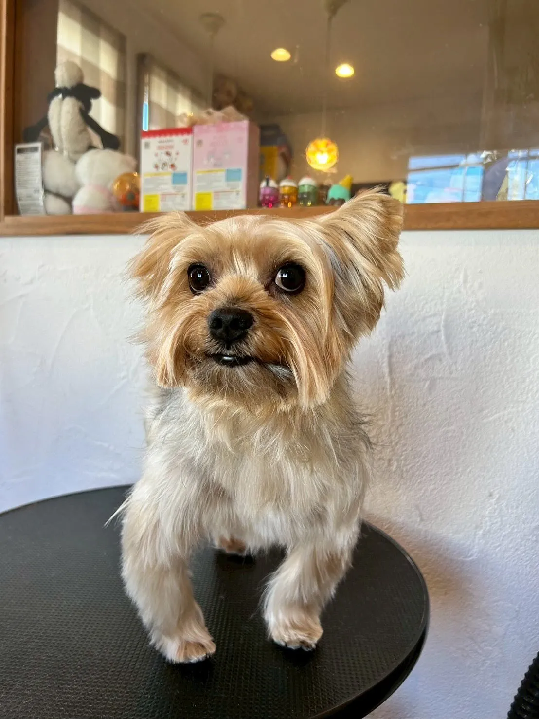 今日はたくさんのワンちゃんたちが遊びに来てくれました！🐾✨