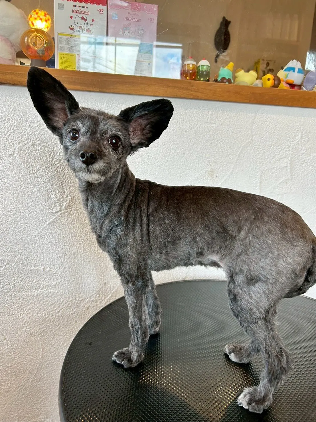 今日も可愛いワンちゃんたちがたくさん遊びに来てくれました🐶💖