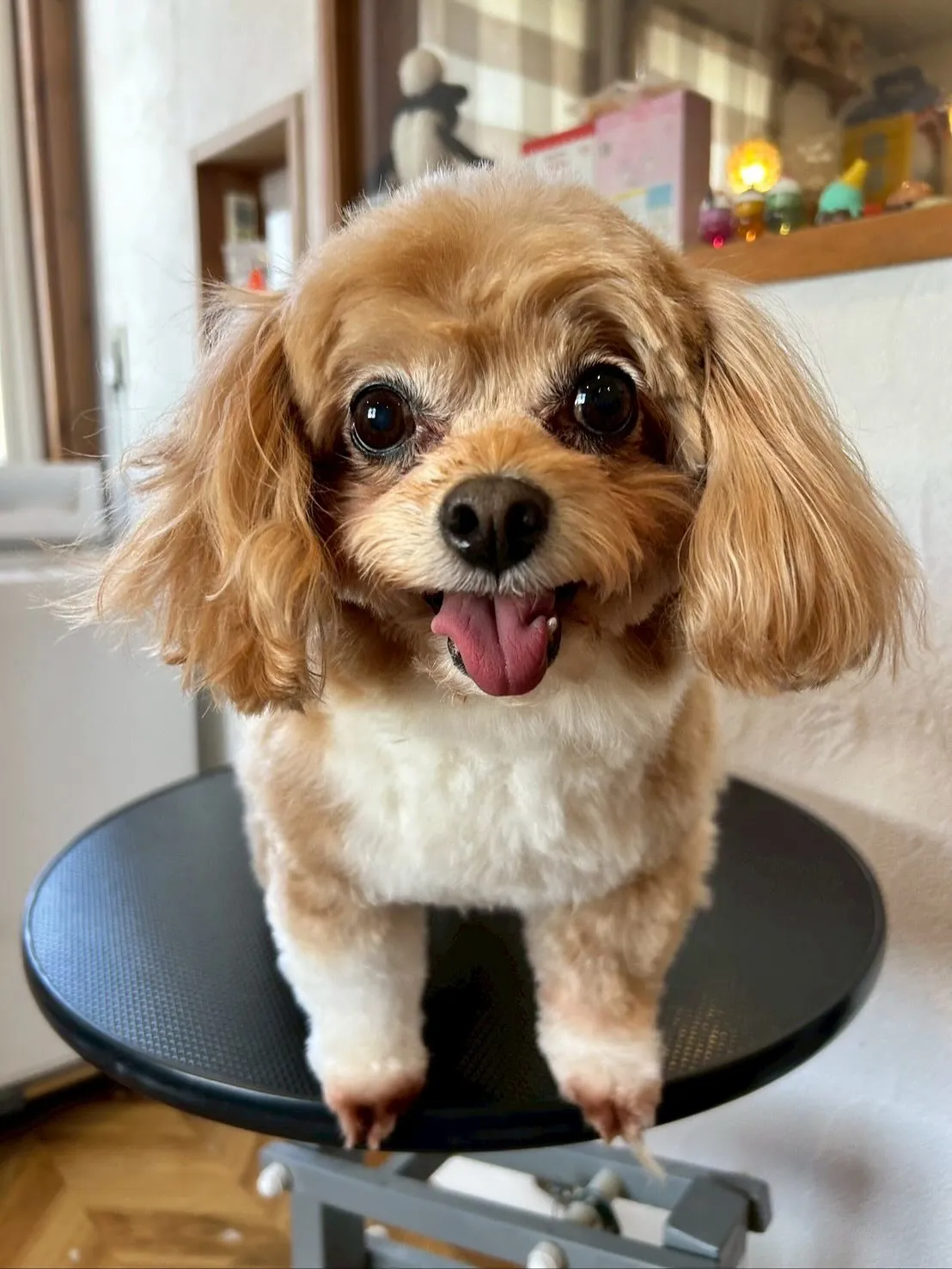 今日も可愛いワンちゃんたちがたくさん遊びに来てくれました🐶💖