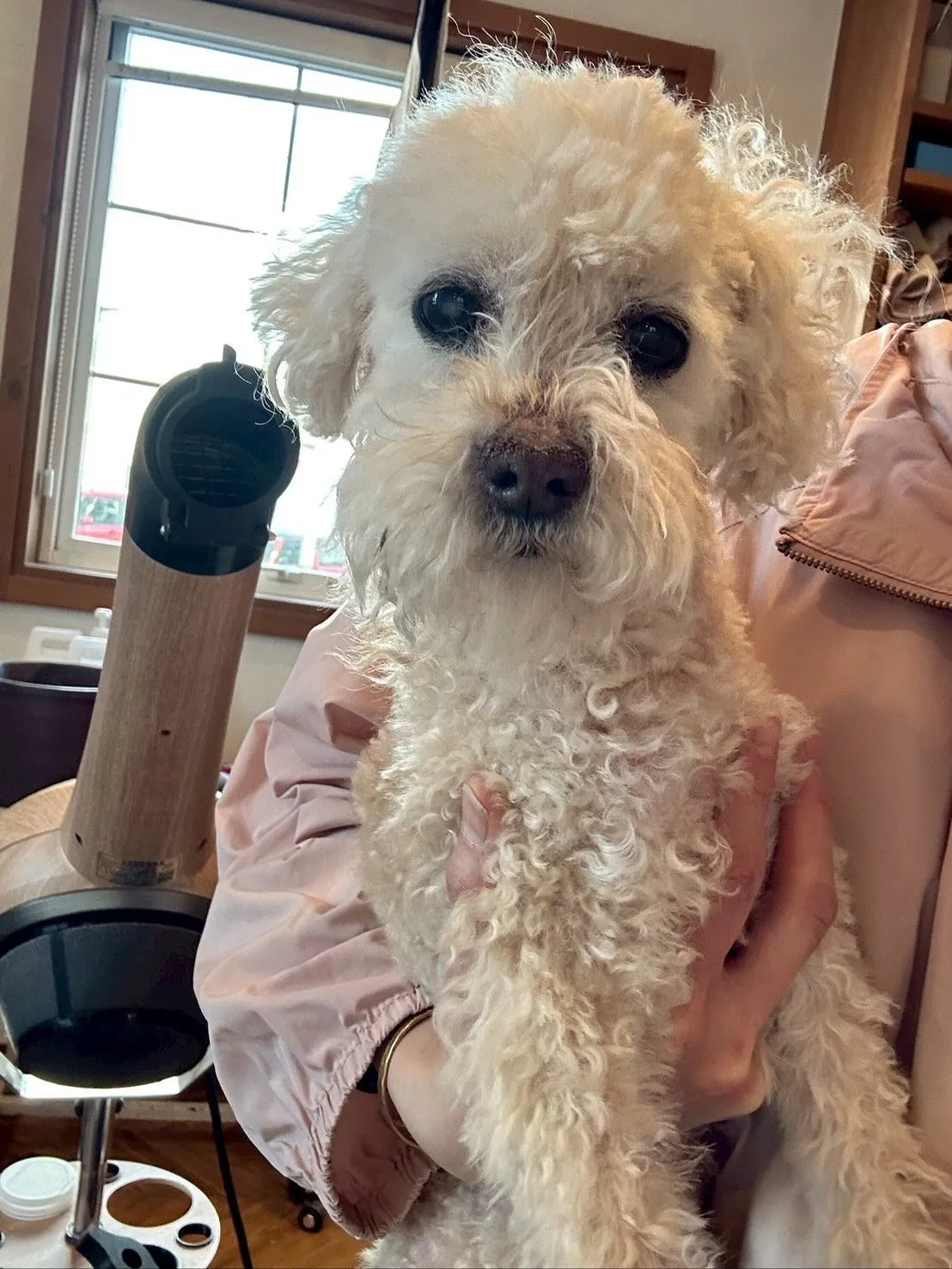 今日も可愛いワンちゃんたちがたくさん遊びに来てくれました🐶💖