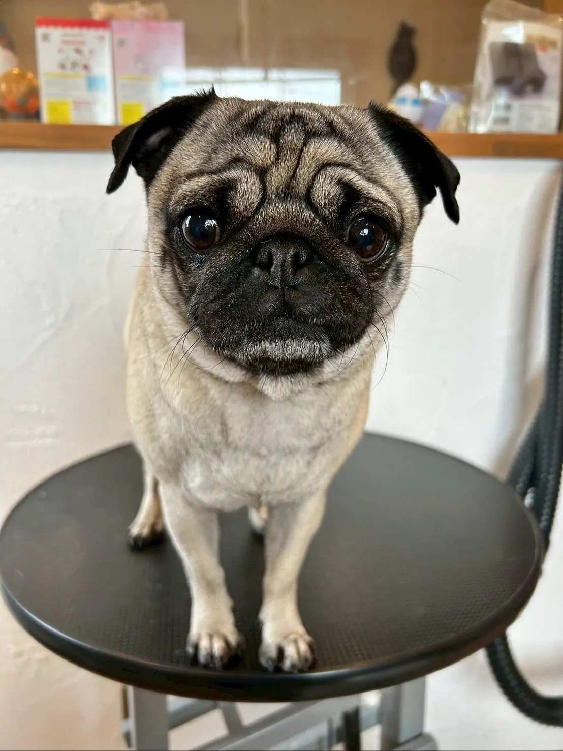 🌟今日も賑やかなトリミングデーでした！