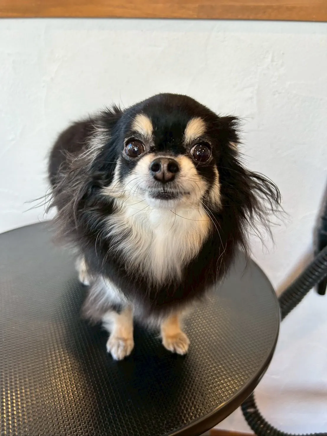 🌟今日も賑やかなトリミングデーでした！