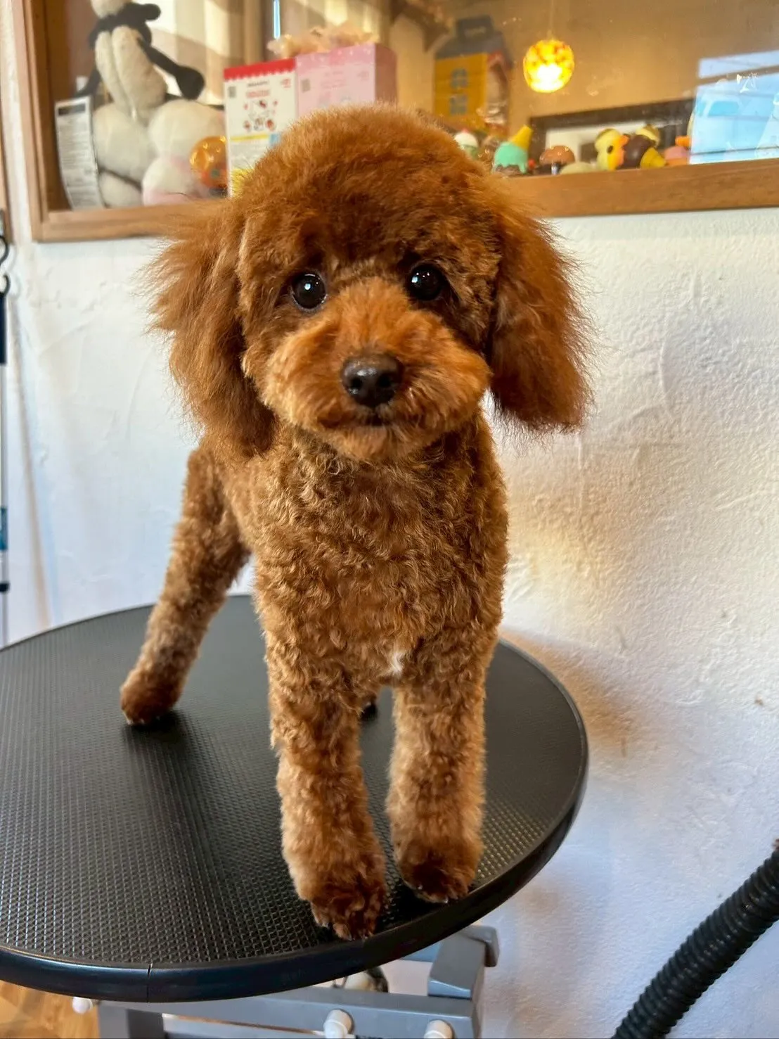 🌟今日も賑やかなトリミングデーでした！