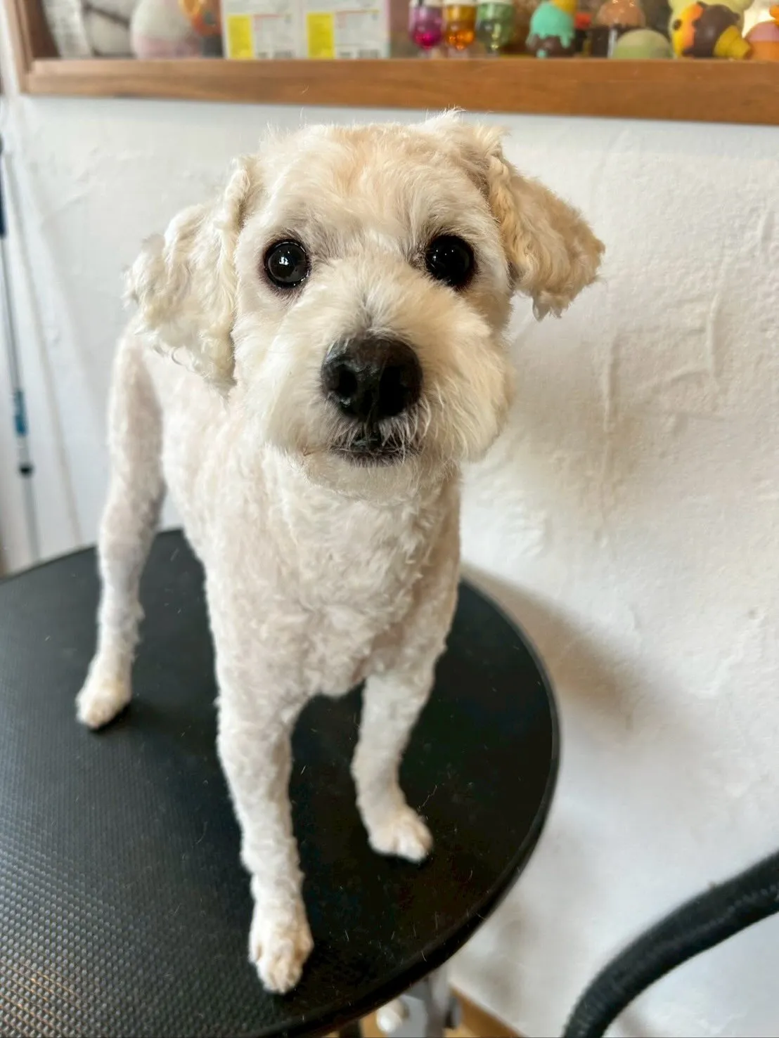 🐶✂️今日もトリミングサロンには、たくさんのわんちゃんたちが...