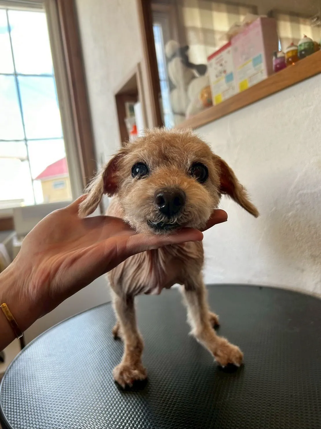 🐶✂️今日もトリミングサロンには、たくさんのわんちゃんたちが...