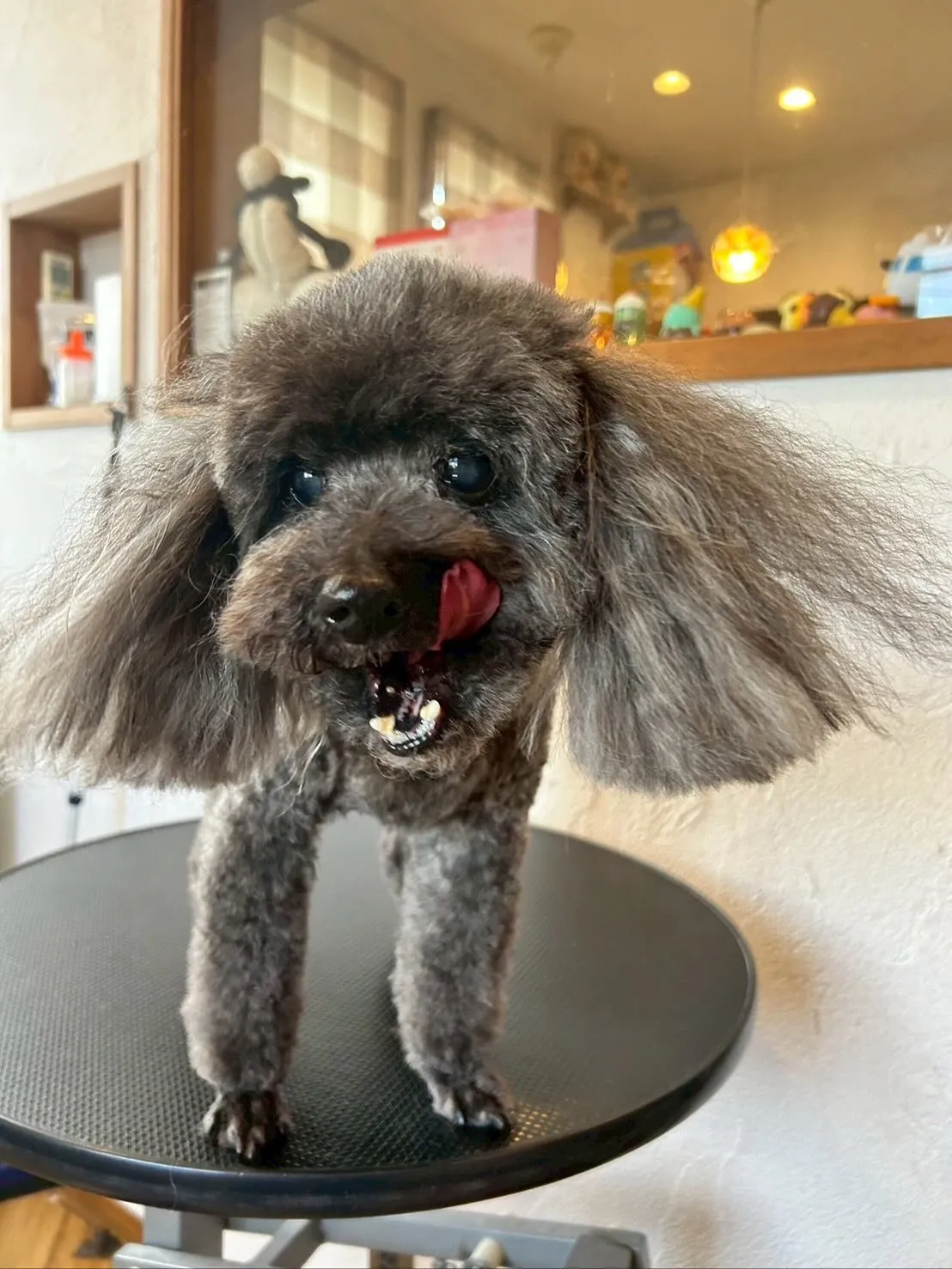 🐶✂️今日もトリミングサロンには、たくさんのわんちゃんたちが...