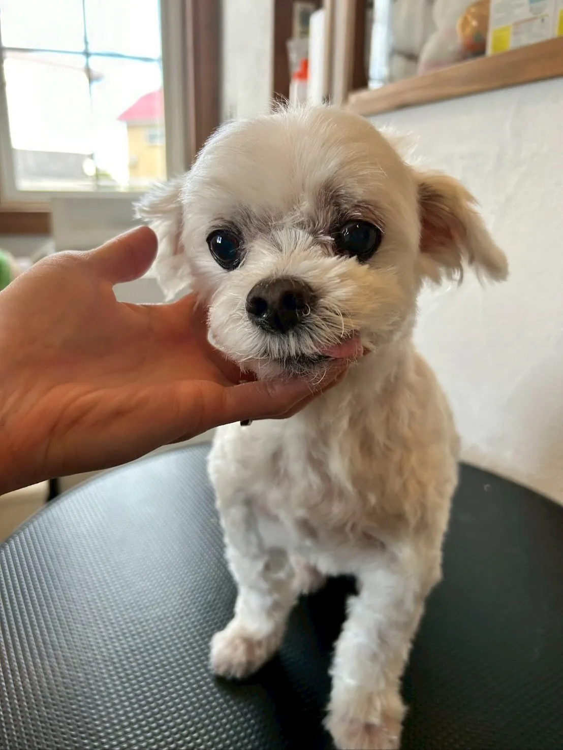 🐶✂️今日もトリミングサロンには、たくさんのわんちゃんたちが...