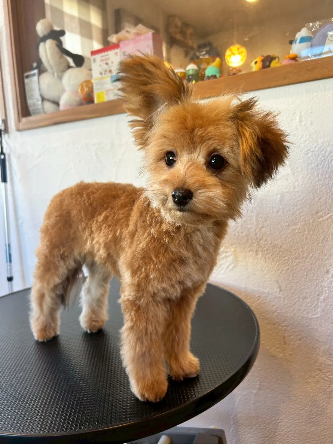 🐶✂️今日もトリミングサロンには、たくさんのわんちゃんたちが...