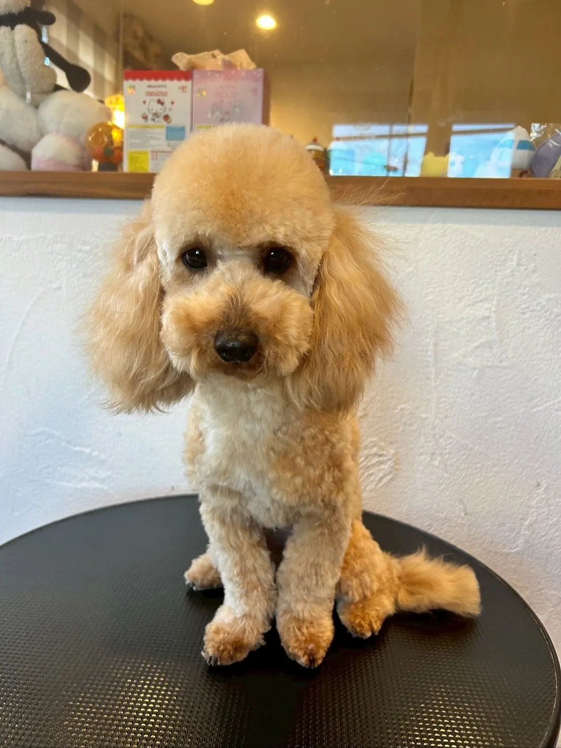 🐶✂️今日もトリミングサロンには、たくさんのわんちゃんたちが...