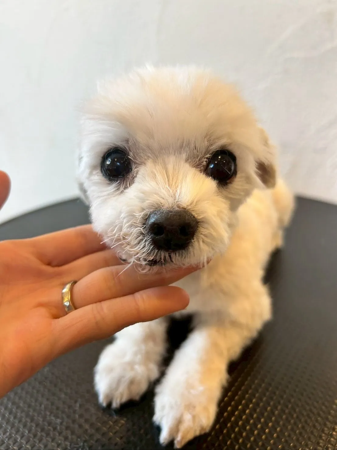 今日は素敵なワンちゃんたちとの一日でした🐾✨