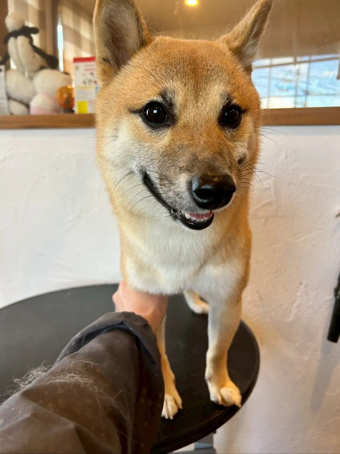 今日は素敵なワンちゃんたちとの一日でした🐾✨