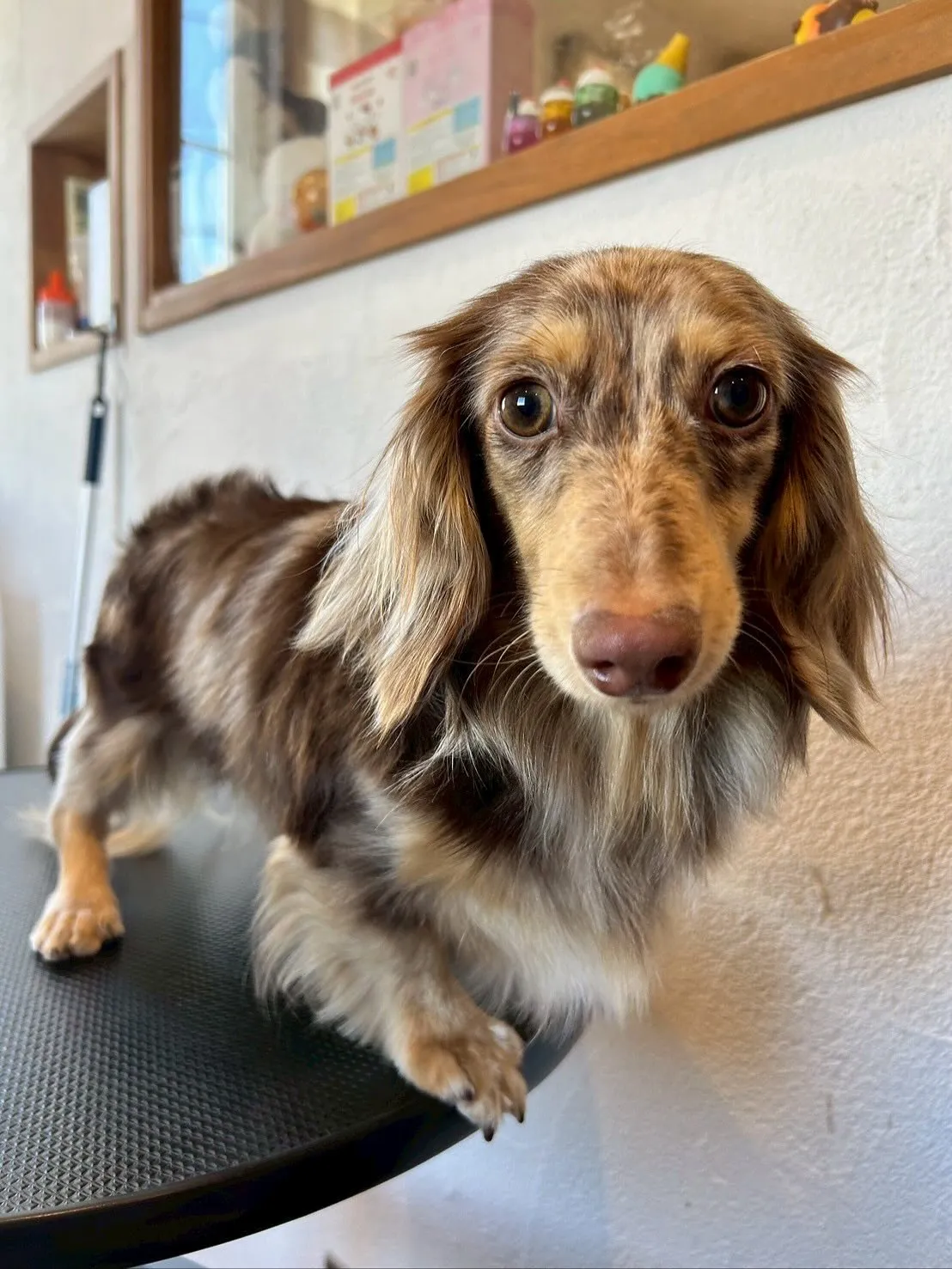 🐾🛁✨今日もたくさんのかわいいお友達が遊びに来てくれました!