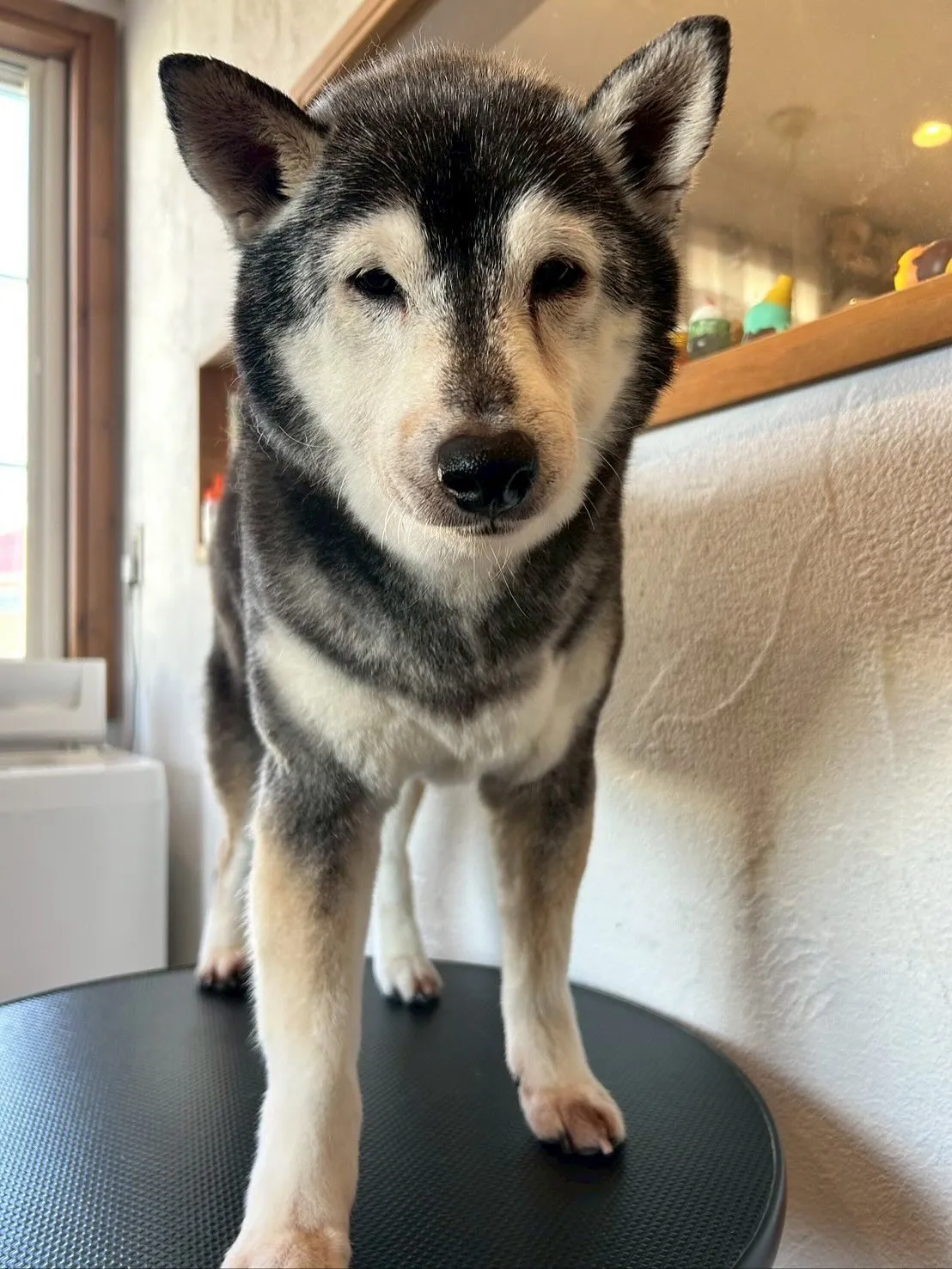 🐾🛁✨今日もたくさんのかわいいお友達が遊びに来てくれました!