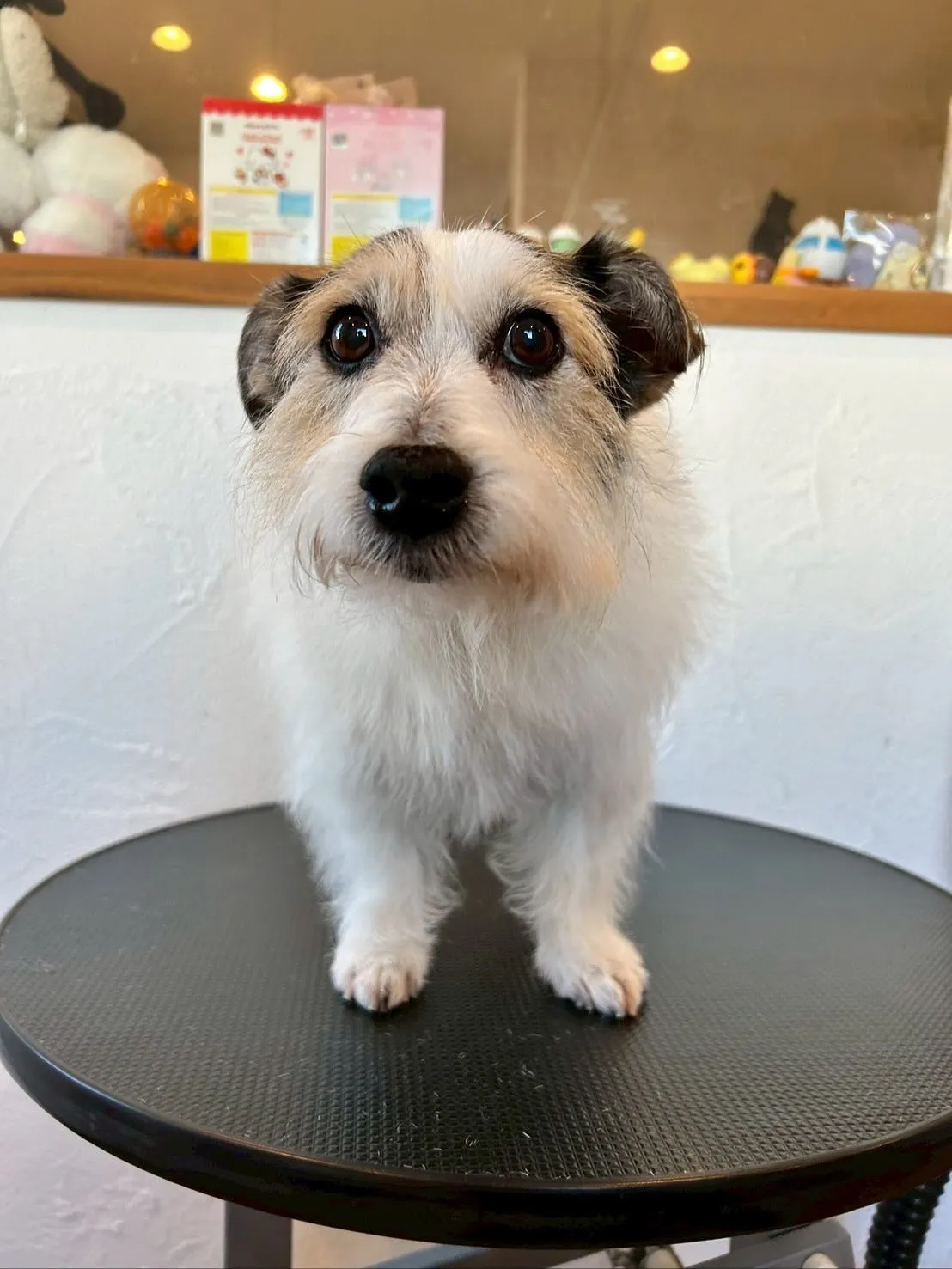 🐾🛁✨今日もたくさんのかわいいお友達が遊びに来てくれました!