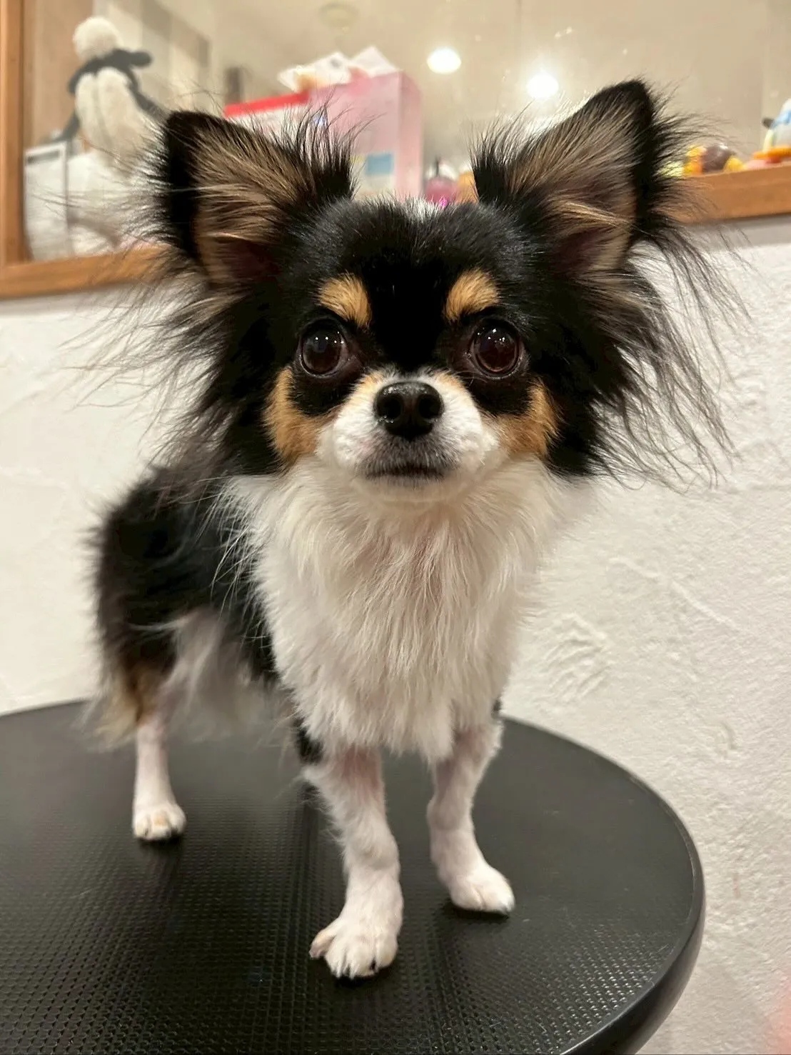 🐾🛁✨今日もたくさんのかわいいお友達が遊びに来てくれました!