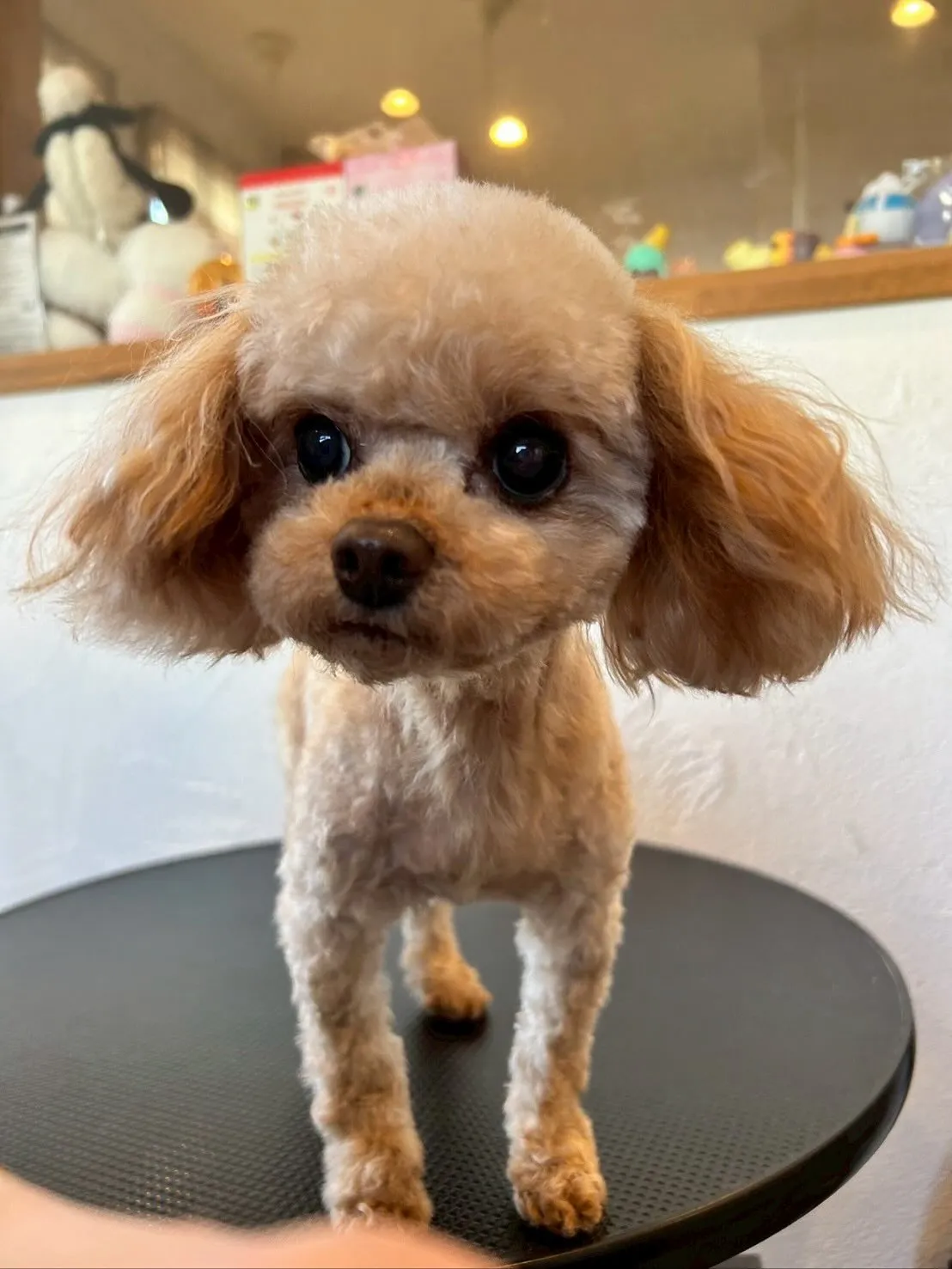 今日もトリミングサロンに来てくれたかわいいお友達を紹介します...