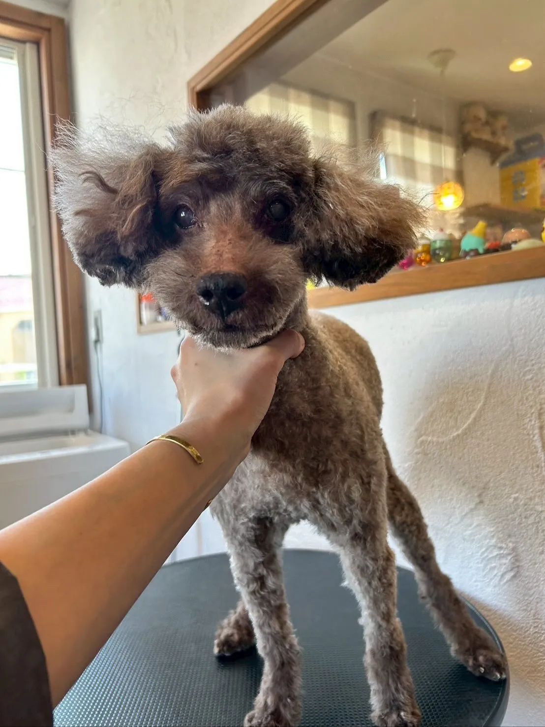 今日もトリミングサロンに来てくれたかわいいお友達を紹介します...