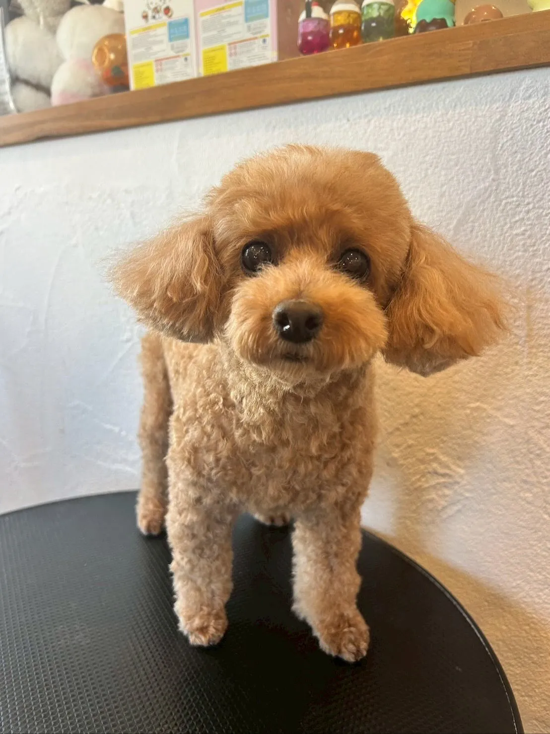 今日もトリミングサロンに来てくれたかわいいお友達を紹介します...