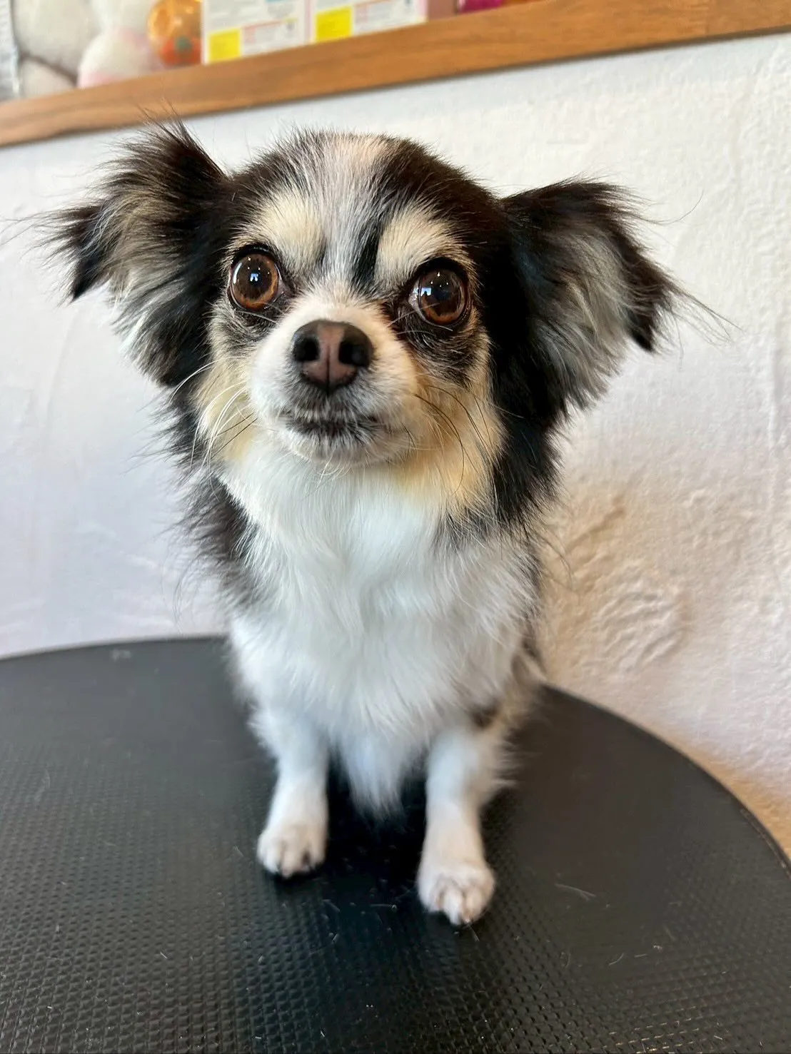 今日もトリミングサロンに来てくれたかわいいお友達を紹介します...