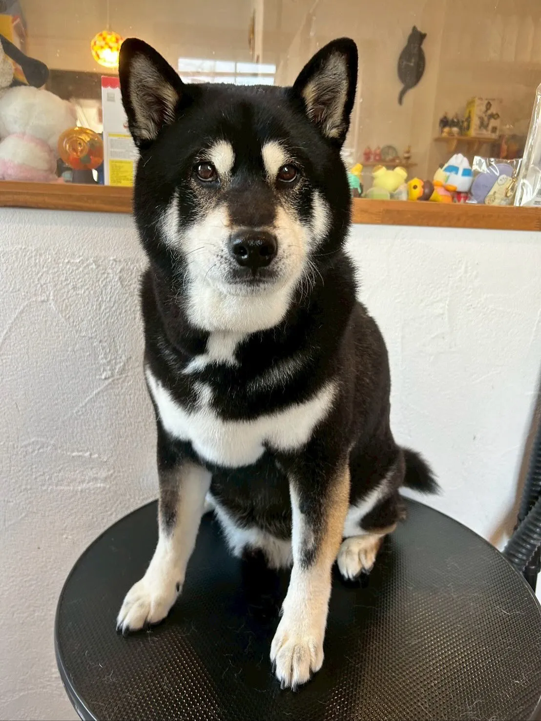 まずはお馴染み、柴犬のカイくんが最初に遊びに来ました🎵