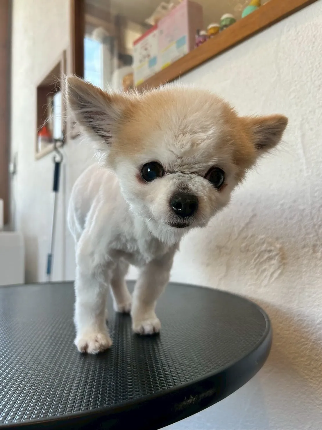 まずはお馴染み、柴犬のカイくんが最初に遊びに来ました🎵