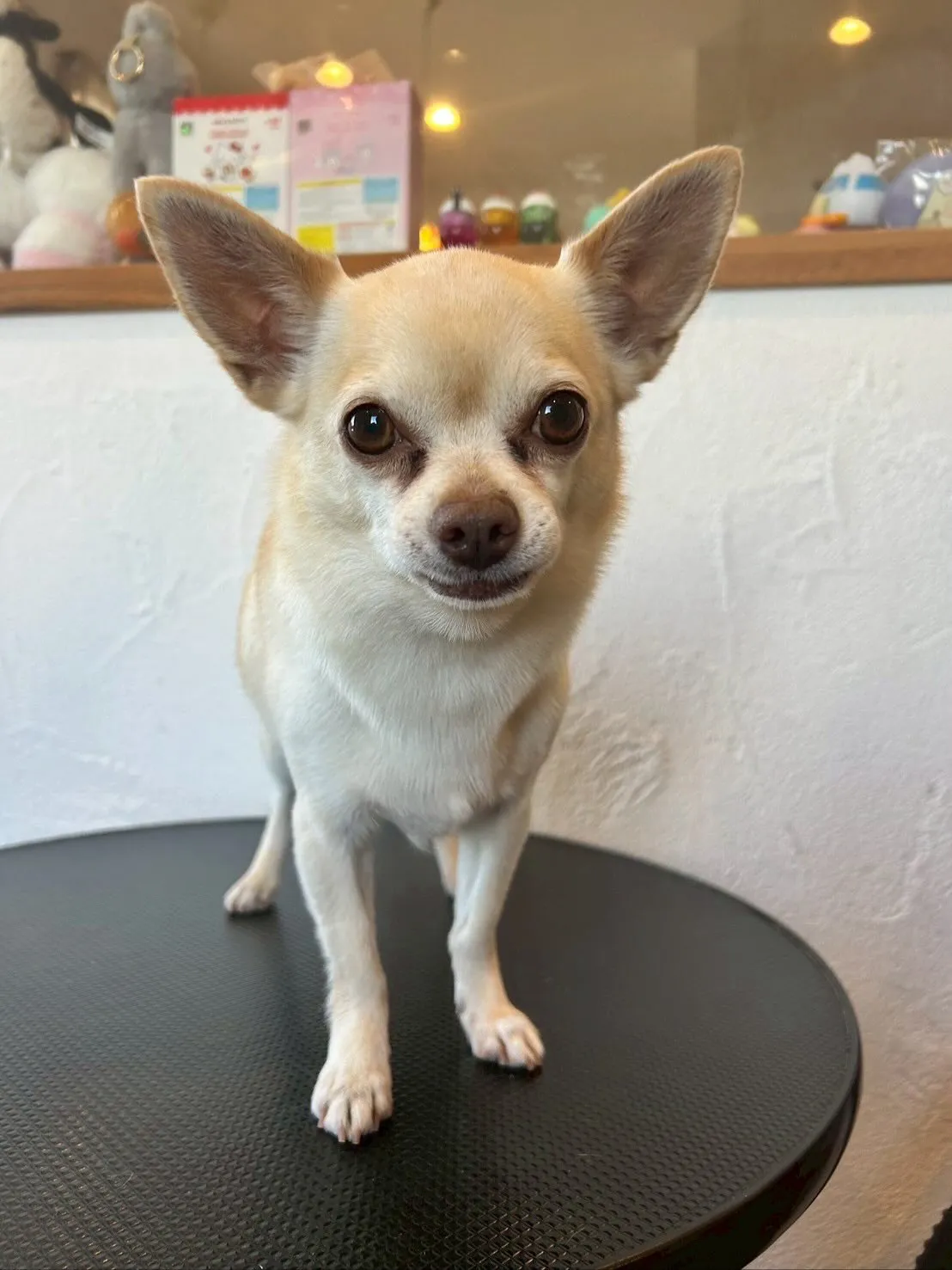 今日もトリミングサロンに素敵なお友達がいっぱい遊びに来てくれ...