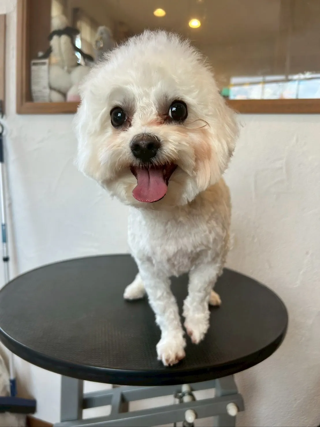 今日もトリミングサロンに素敵なお友達がいっぱい遊びに来てくれ...