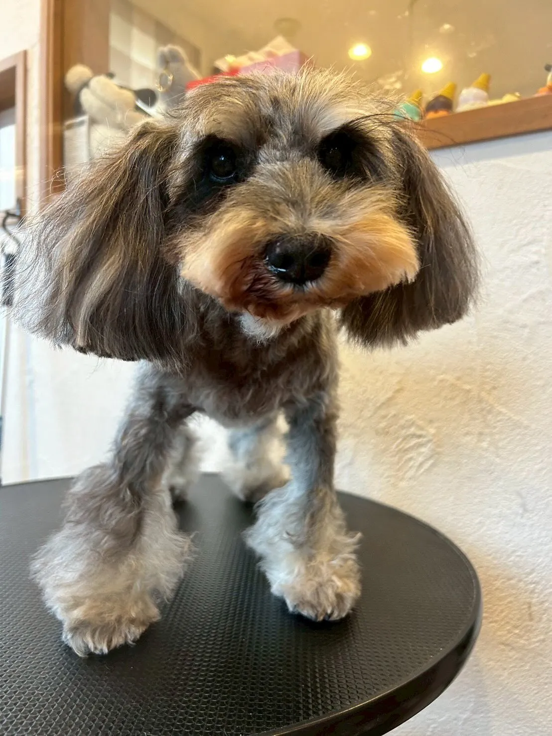 今日もトリミングサロンにかわいいお友達が遊びに来てくれました...