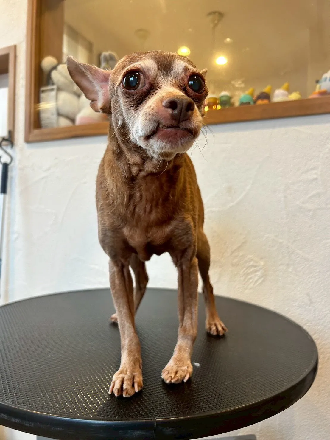 今日もトリミングサロンにかわいいお友達が遊びに来てくれました...