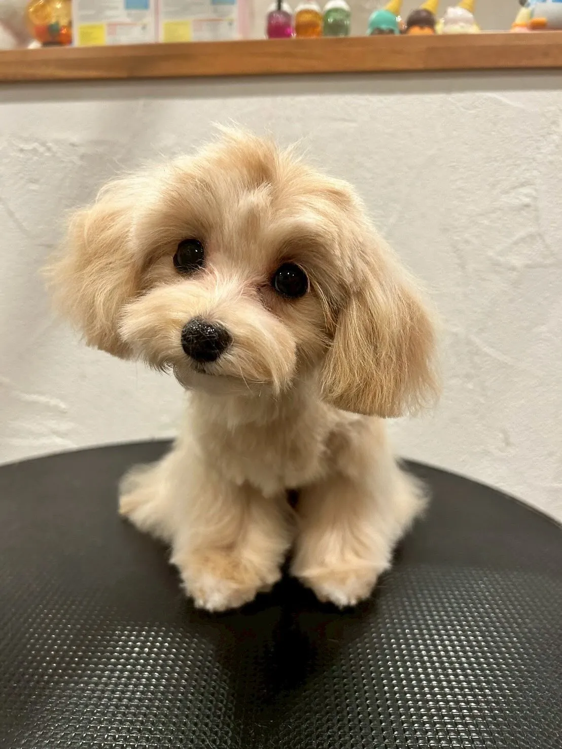 今日もトリミングサロンにかわいいお友達が遊びに来てくれました...