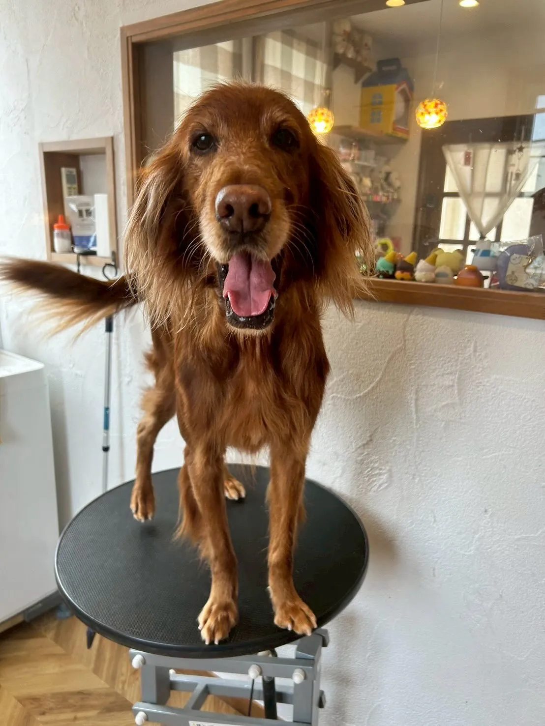 今日もラブリーなワンちゃんたちが大集合！🐶✨