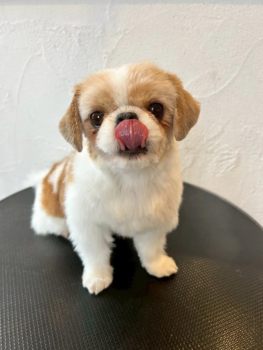 今日もラブリーなワンちゃんたちが大集合！🐶✨